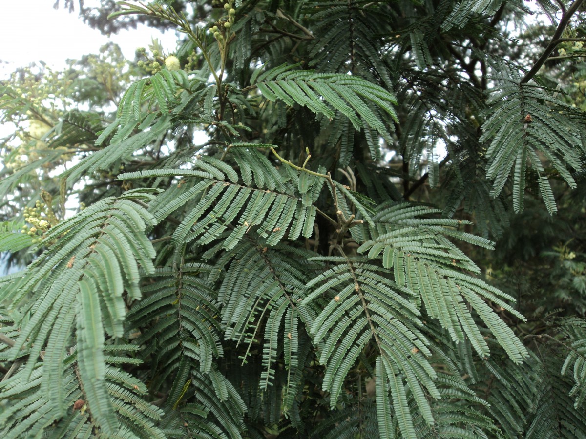 Acacia mearnsii De Wild.
