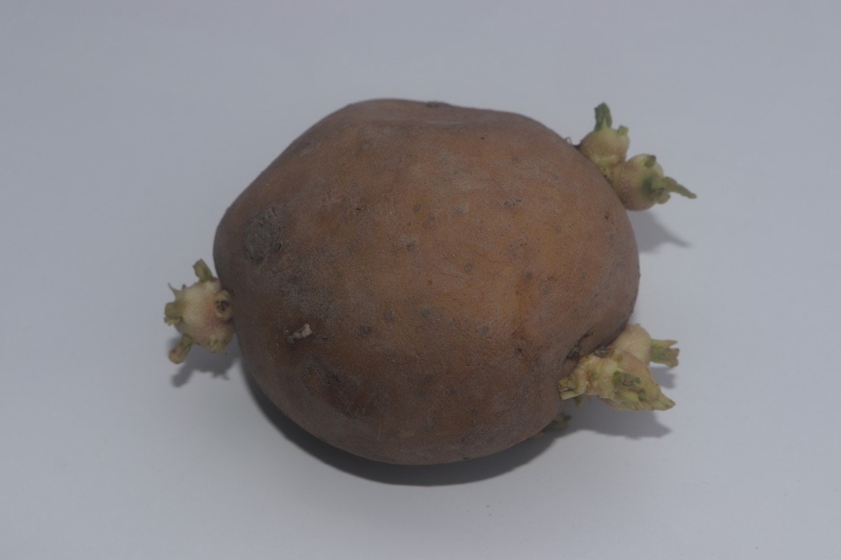 Solanum tuberosum L.