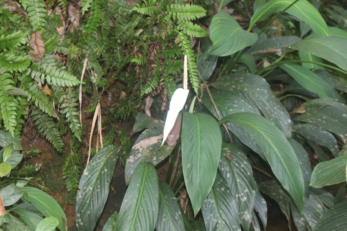 Spathiphyllum cannifolium (Dryand. ex Sims) Schott