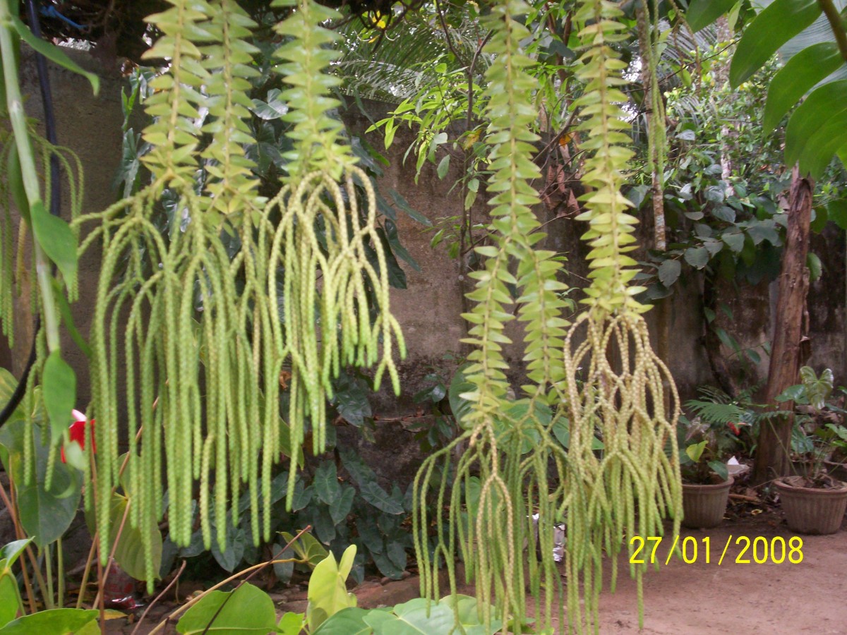 Flora of Sri Lanka