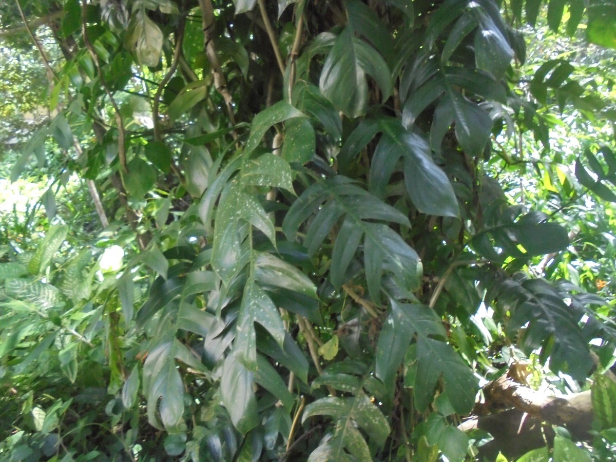 Epipremnum pinnatum (L.) Engl.