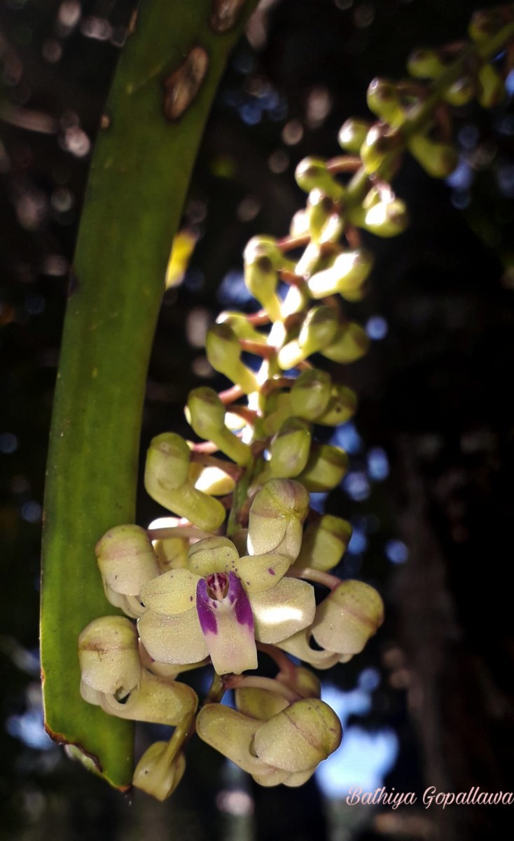 Rhynchostylis retusa (L.) Blume
