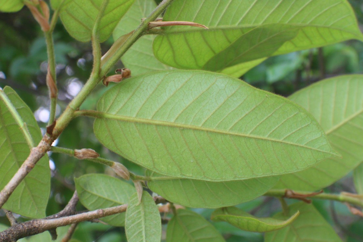 Flora of Sri Lanka