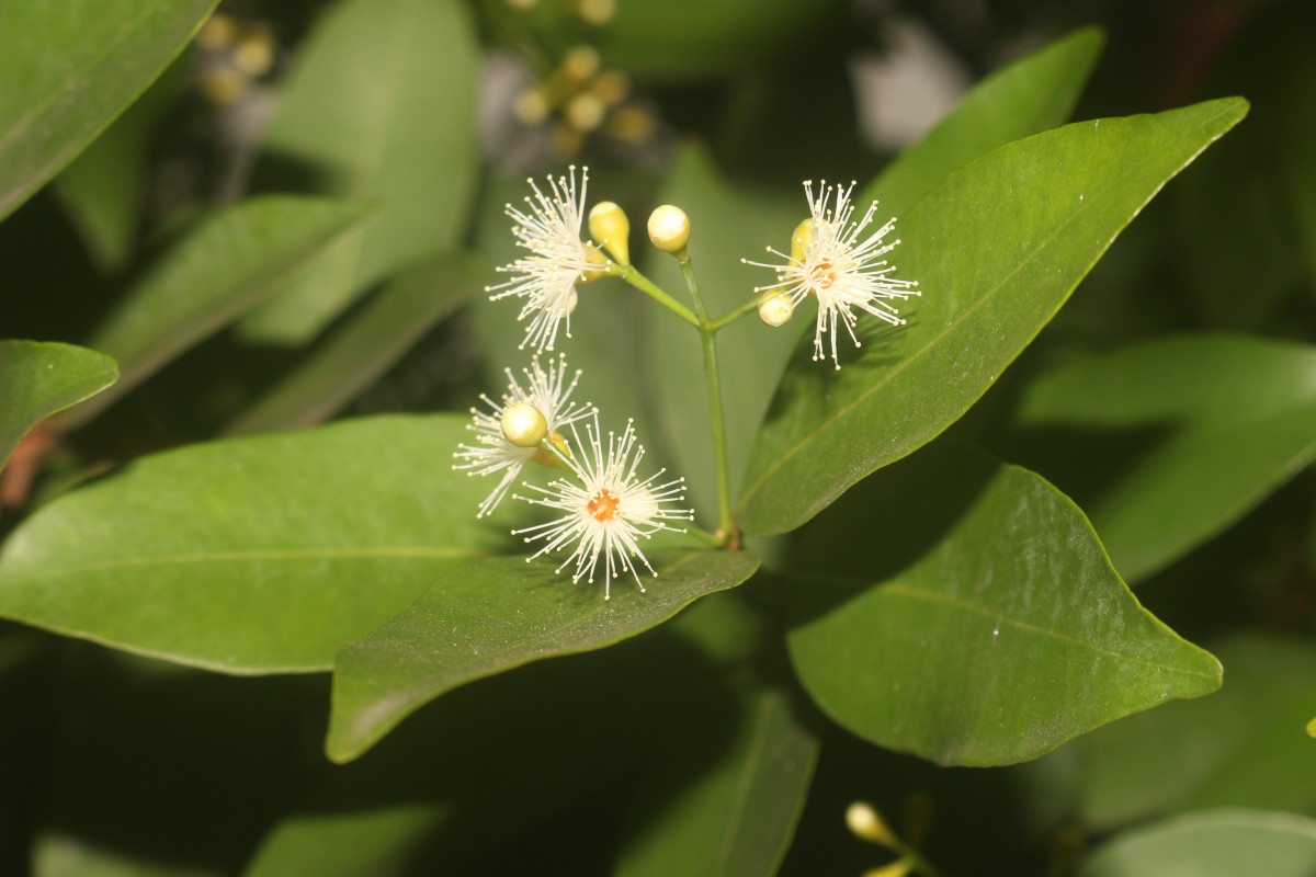 Syzygium myrtifolium Walp.