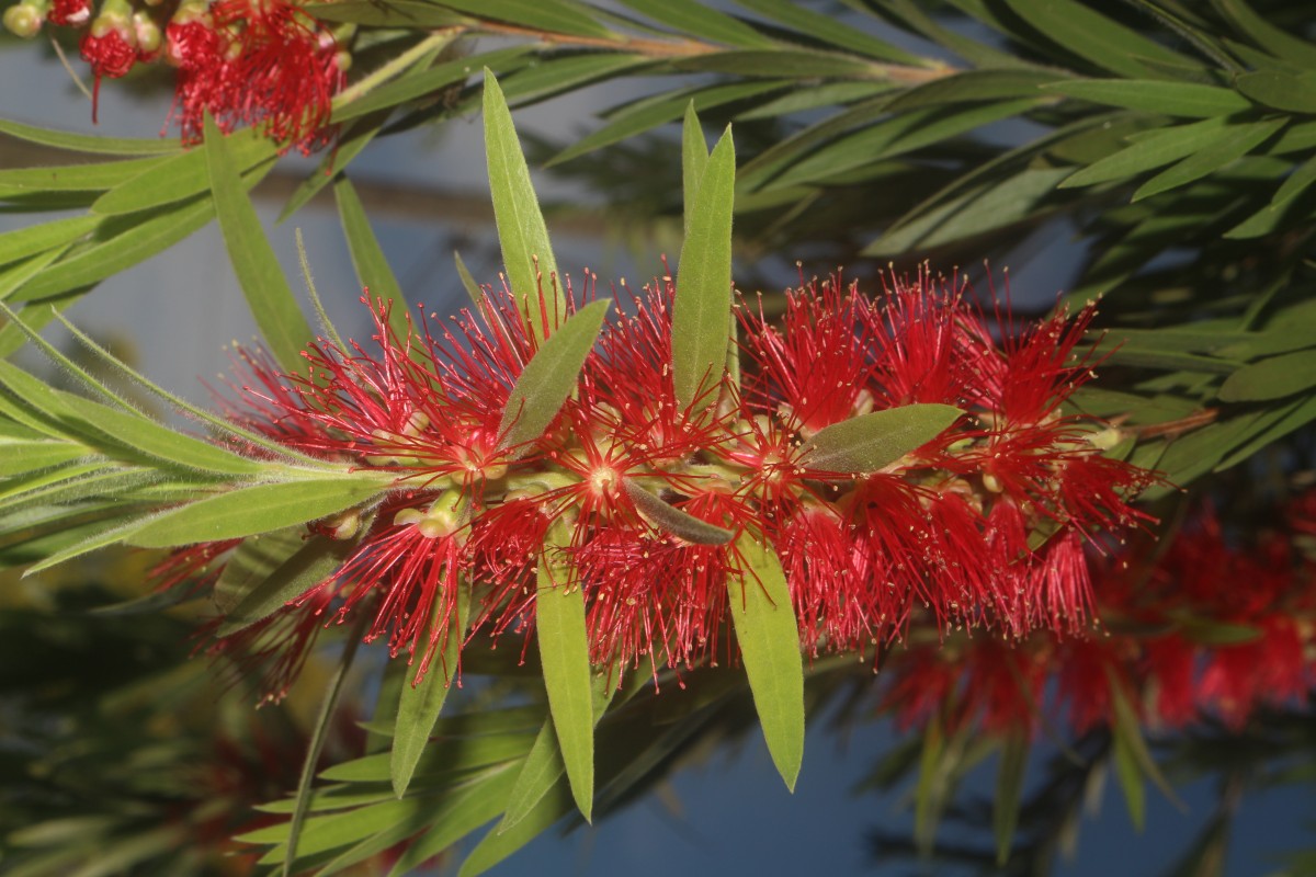 Flora of Sri Lanka