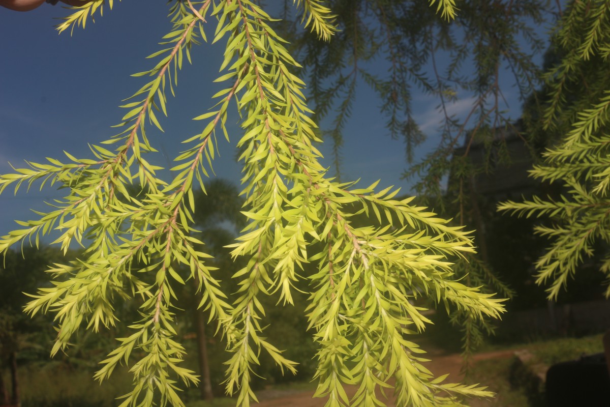 Flora of Sri Lanka