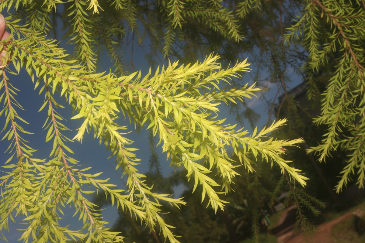 Flora of Sri Lanka