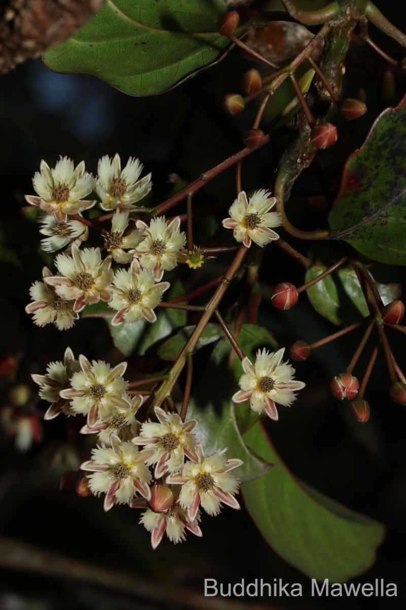 Elaeocarpus ceylanicus (Arn.) Mast..