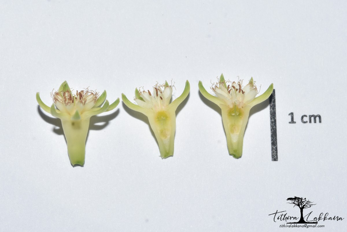 Bruguiera cylindrica (L.) Blume