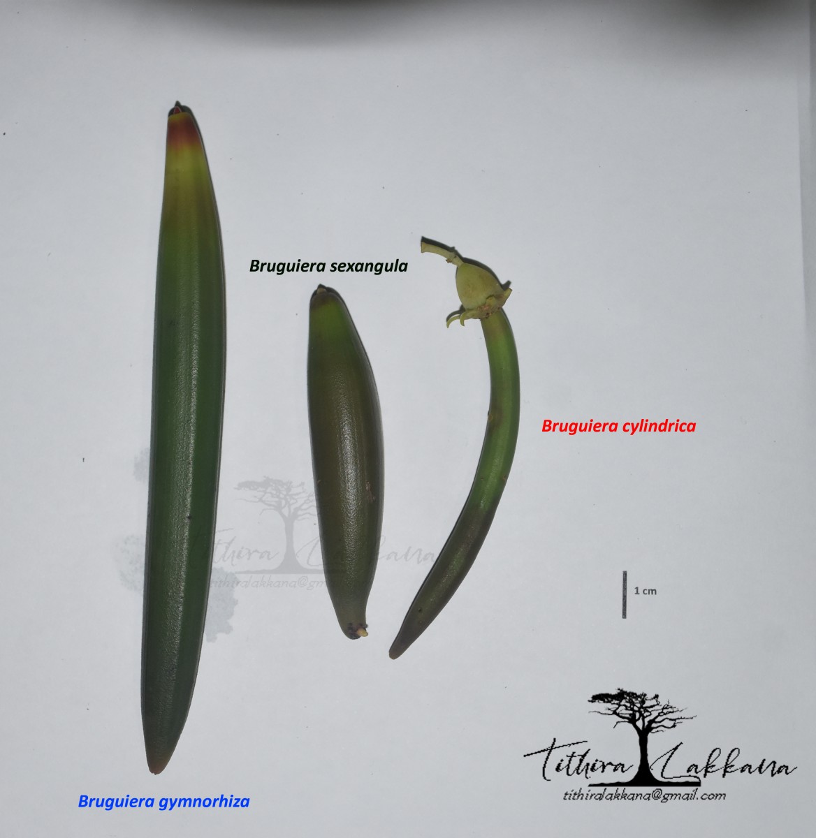 Bruguiera gymnorhiza (L.) Lam.