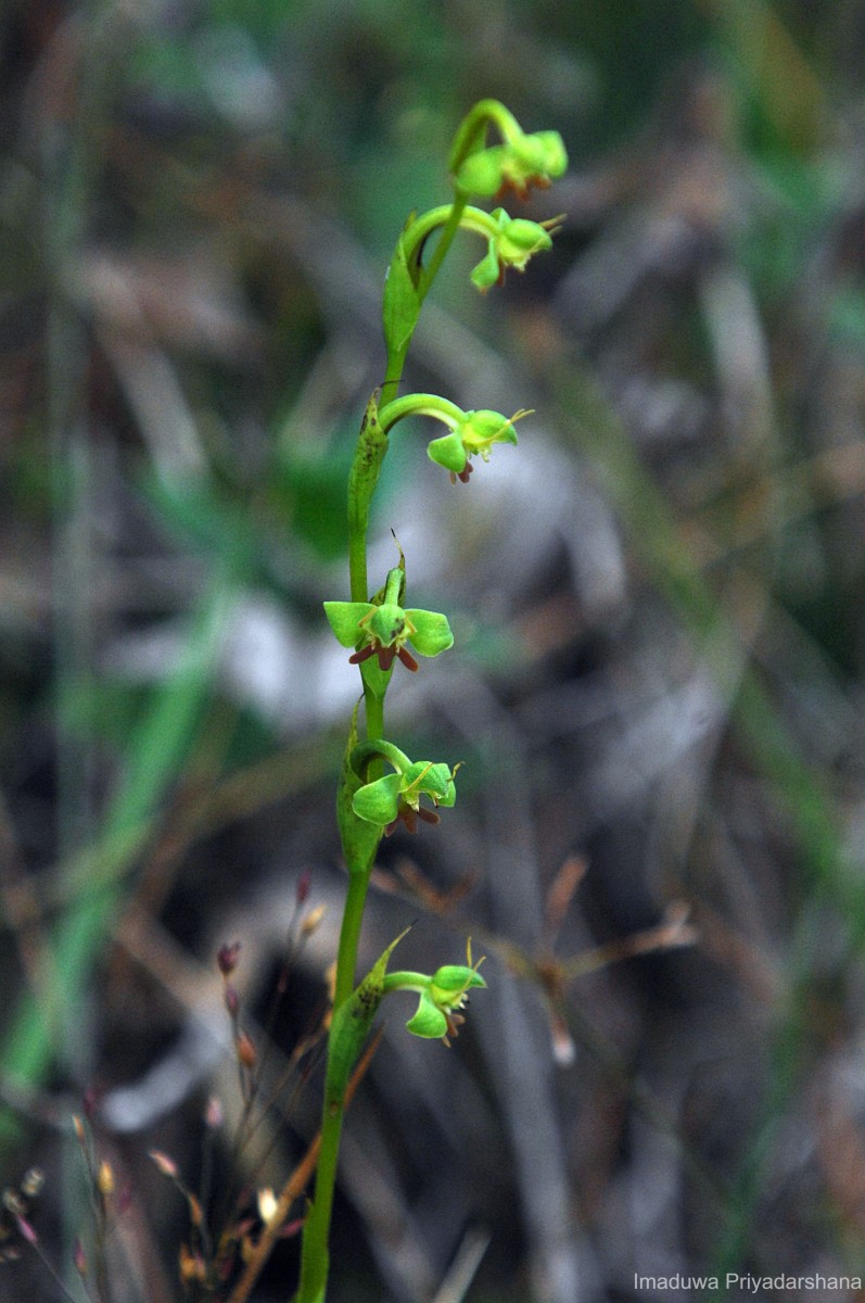 Habenaria acuminata (Thwaites) Trimen