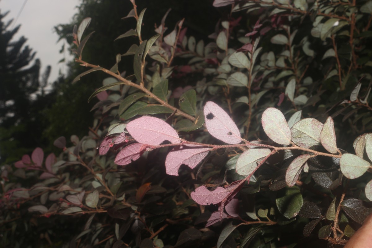 Loropetalum chinense (R.Br.) Oliv.