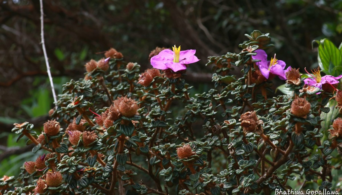 Osbeckia buxifolia Arn.