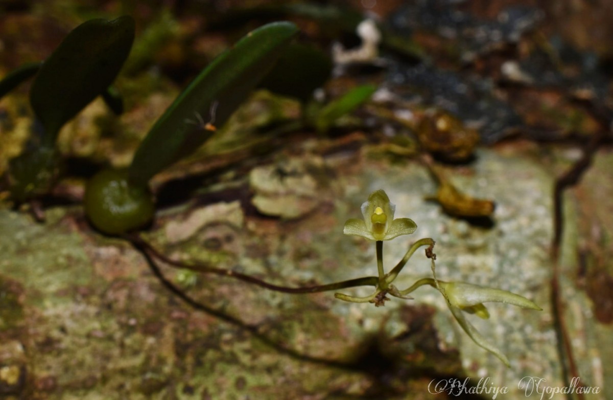 Bulbophyllum trimenii (Hook.f.) J.J.Sm.