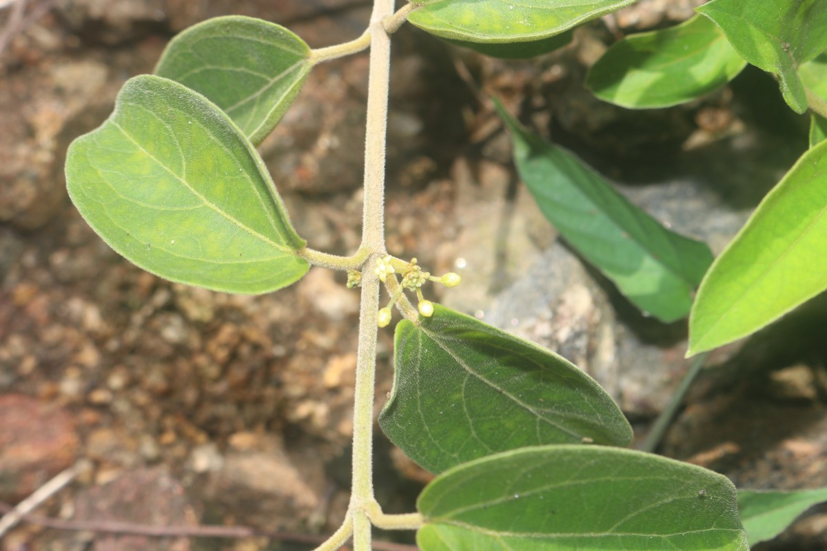 Flora of Sri Lanka
