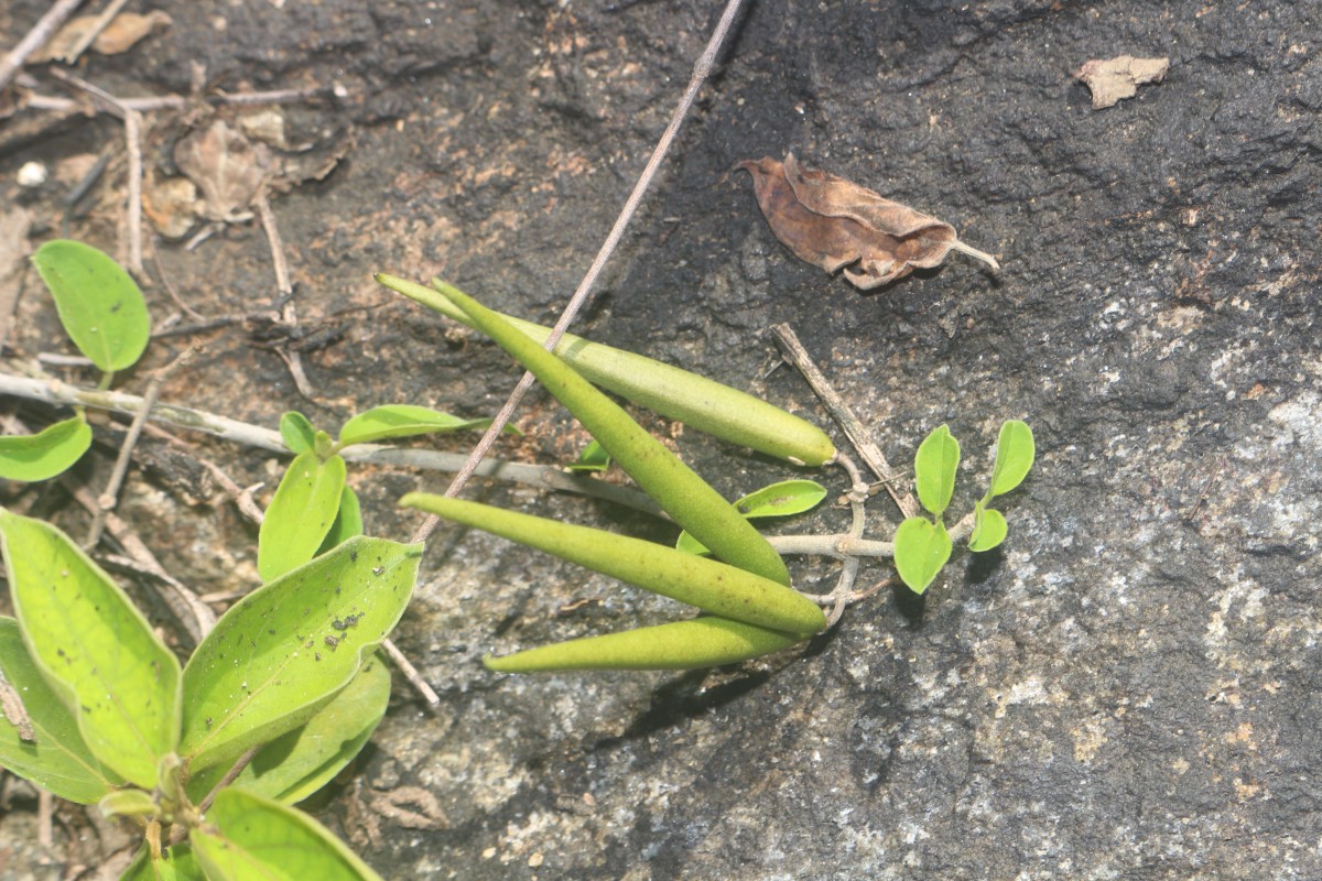 Flora of Sri Lanka