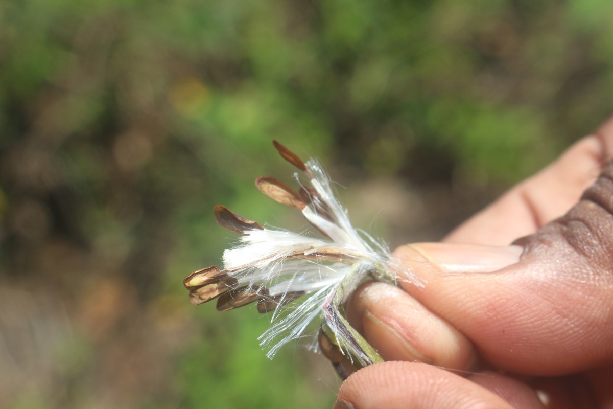 Flora of Sri Lanka
