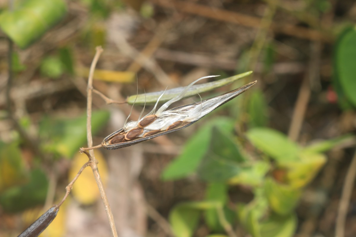 Flora of Sri Lanka