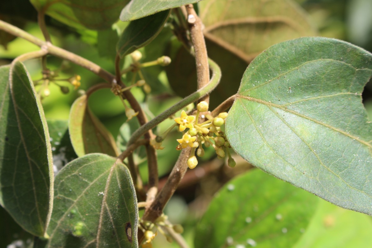 Flora of Sri Lanka