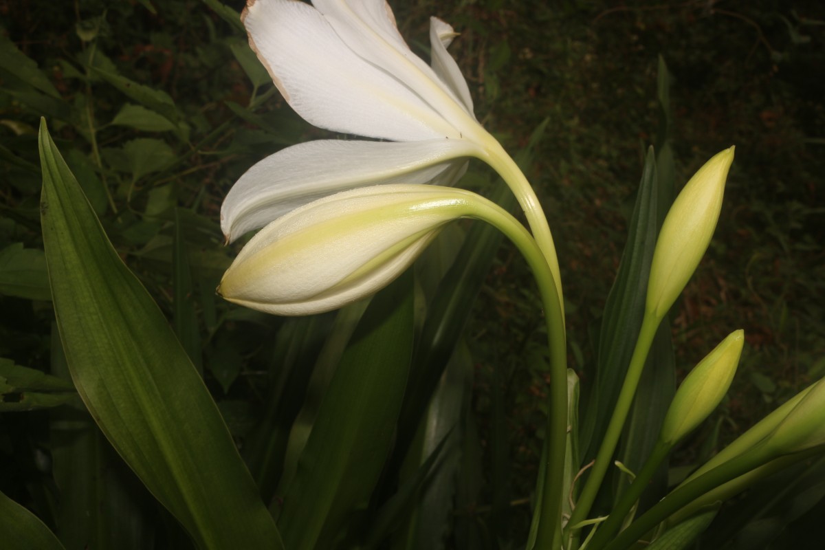 Flora of Sri Lanka