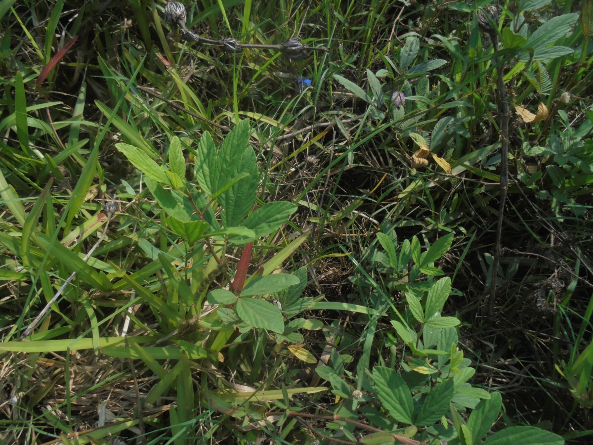 Flemingia lineata (L.) Roxb. ex W.T.Aiton