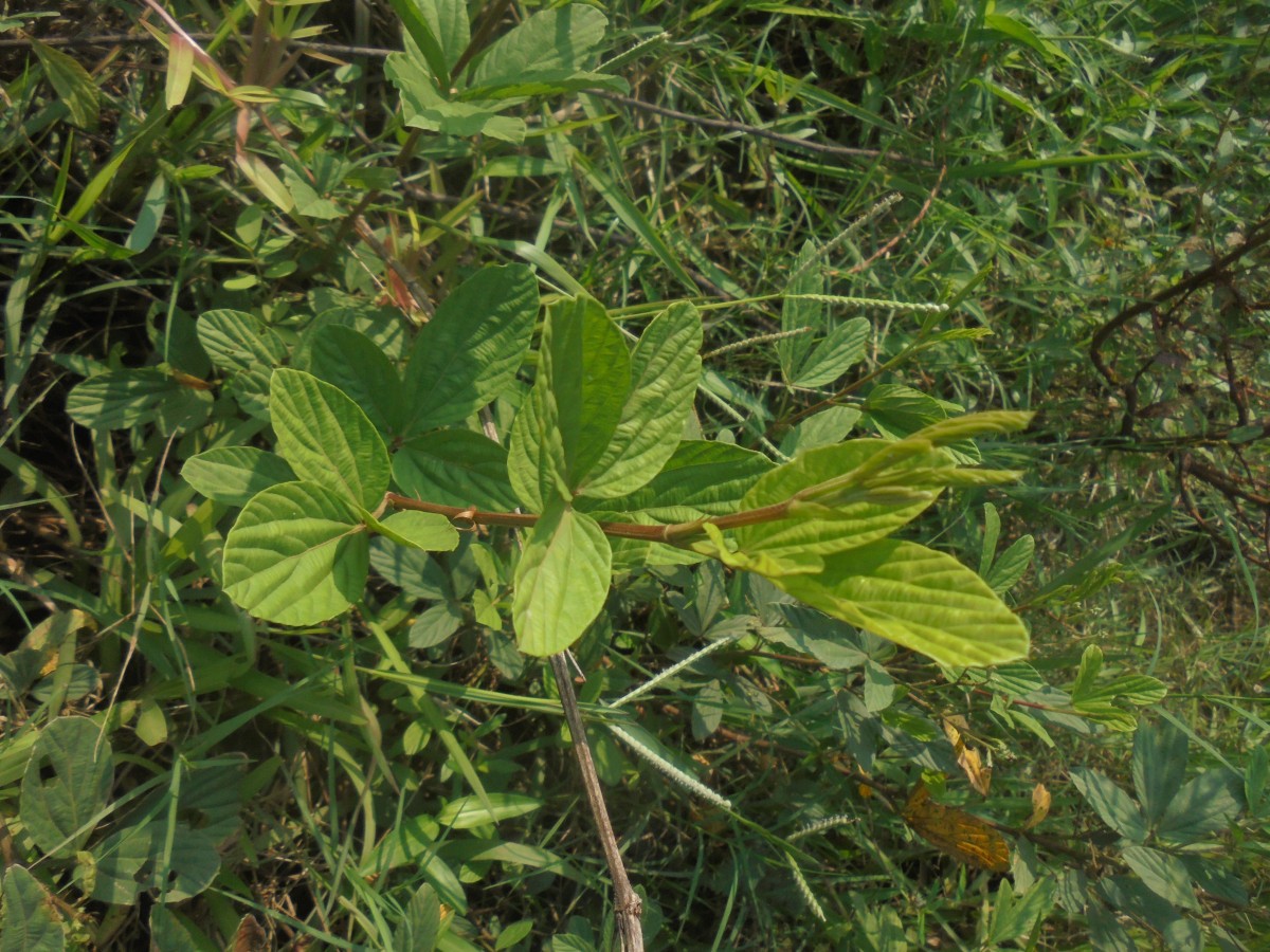 Flemingia lineata (L.) Roxb. ex W.T.Aiton