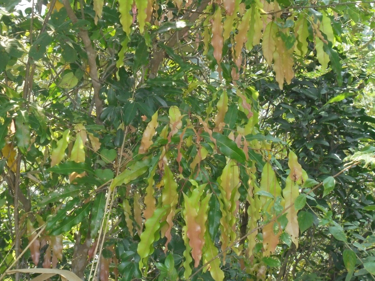 Flora of Sri Lanka