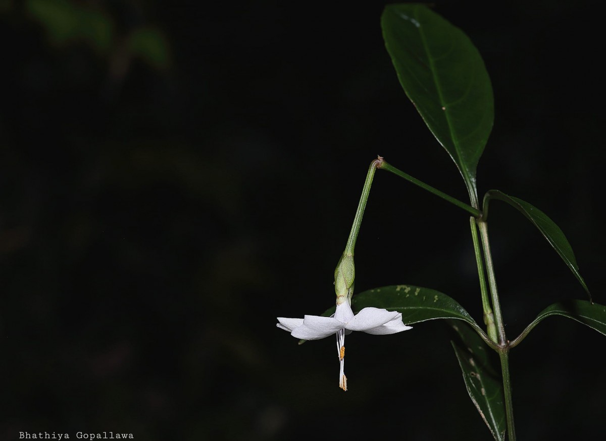Strobilanthes sripadensis Nilanthi, Gopallawa & Jayawardane
