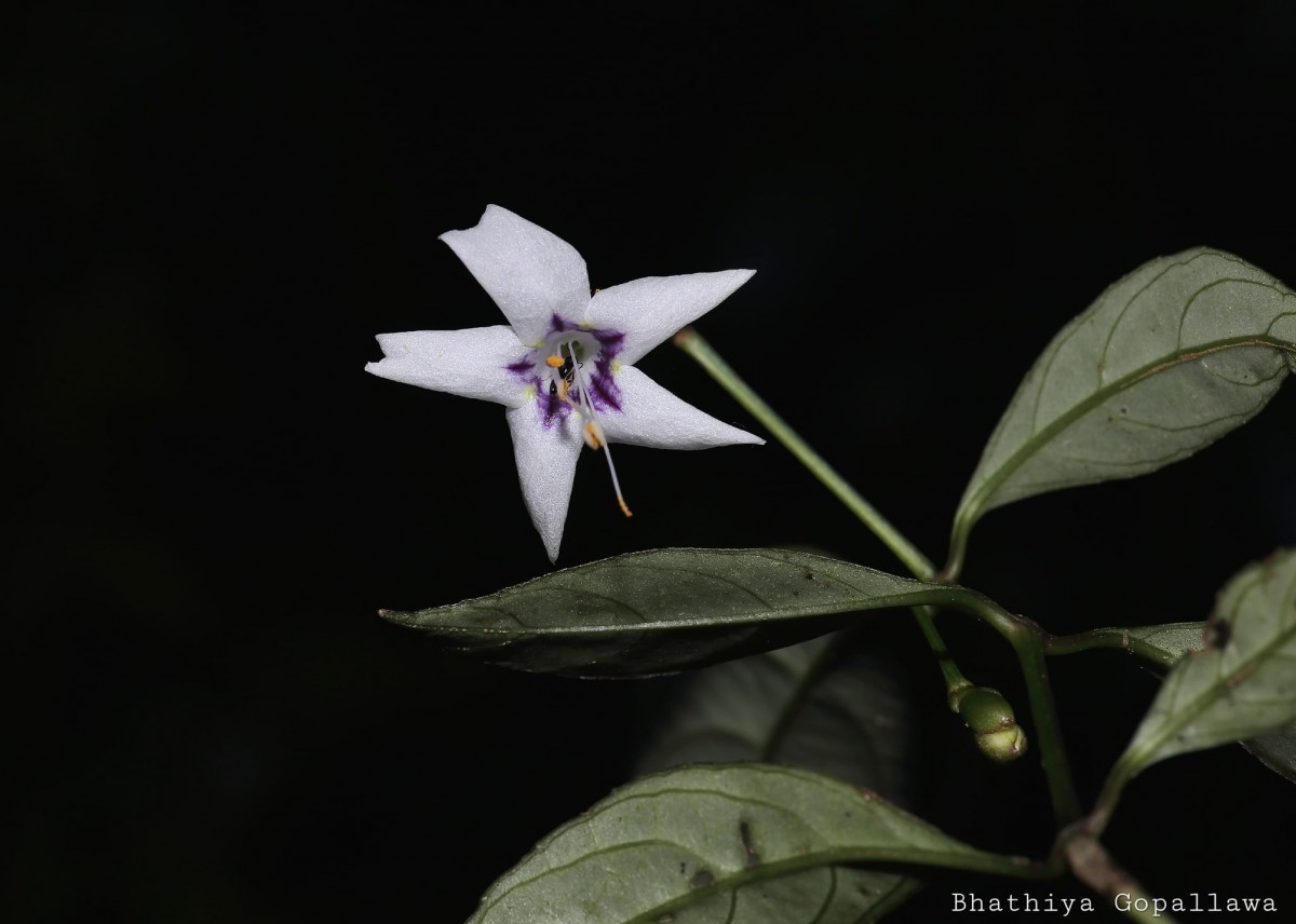 Strobilanthes sripadensis Nilanthi, Gopallawa & Jayawardane