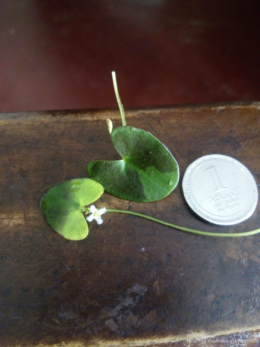 Nymphoides parvifolia (Griseb.) Kuntze