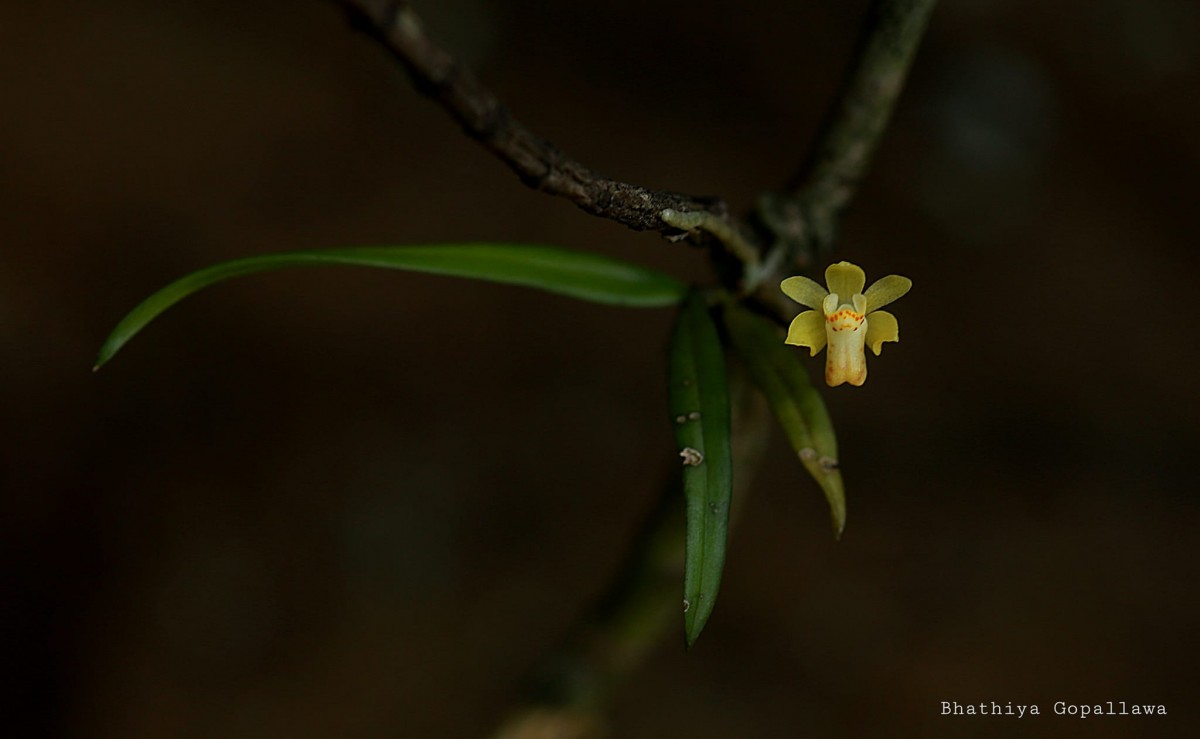Thrixspermum pugionifolium (Hook.f.) Schltr.