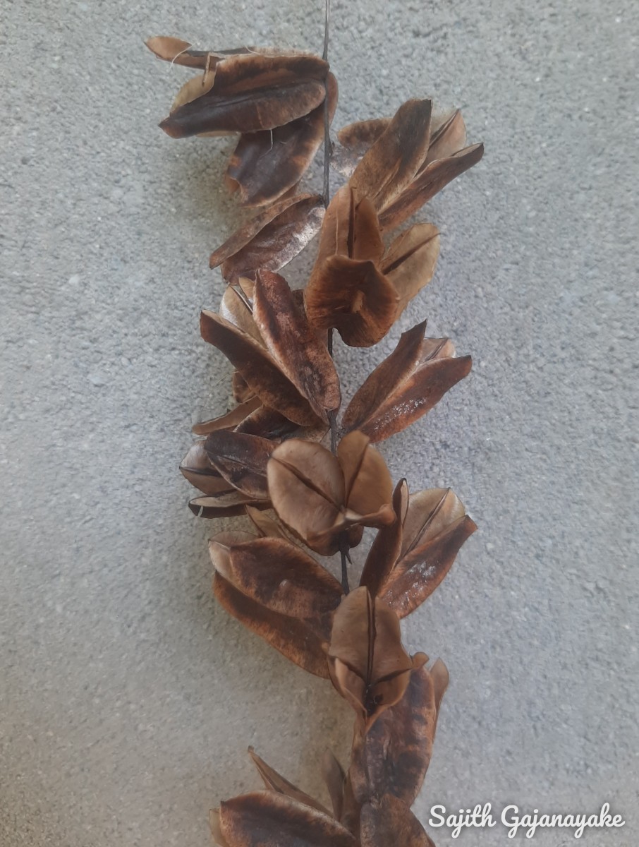 Dioscorea pentaphylla L.