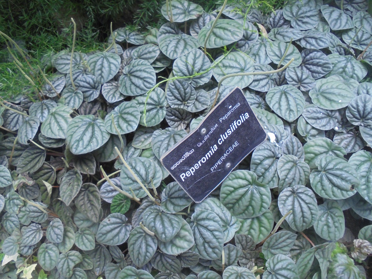 Peperomia clusiifolia (Jacq.) Hook.