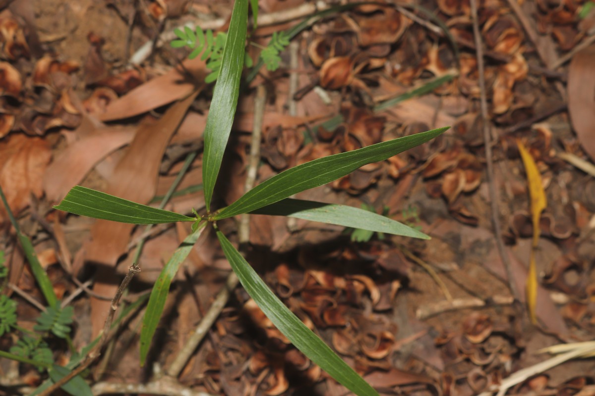Acacia auriculiformis A.Cunn. ex Benth.