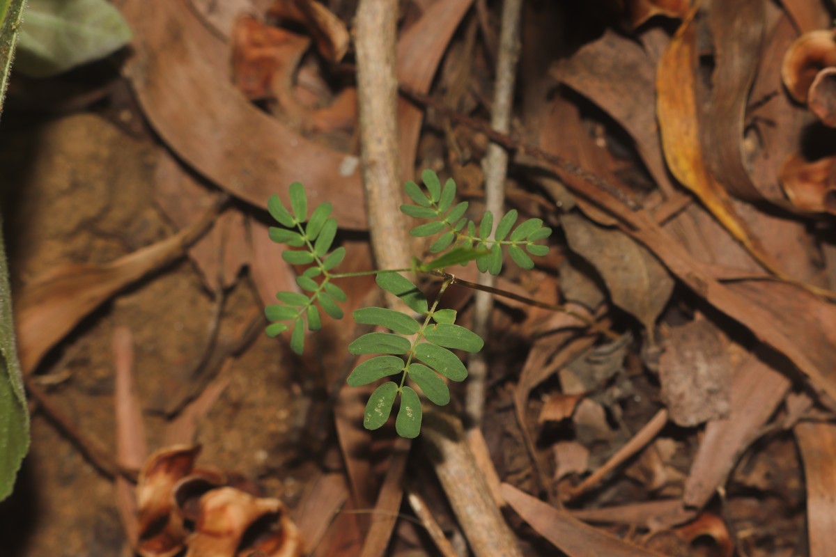 Acacia auriculiformis A.Cunn. ex Benth.