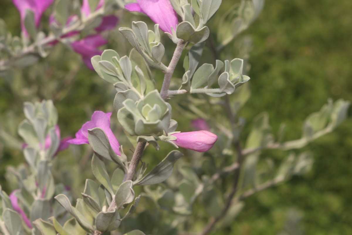 Flora of Sri Lanka