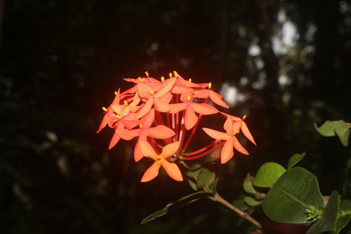 Flora of Sri Lanka