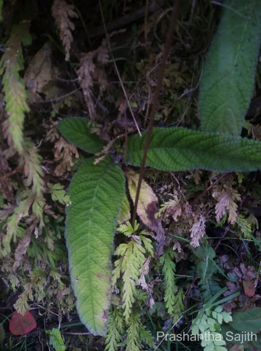 Streptocarpus rexii (Bowie ex Hook.) Lindl.