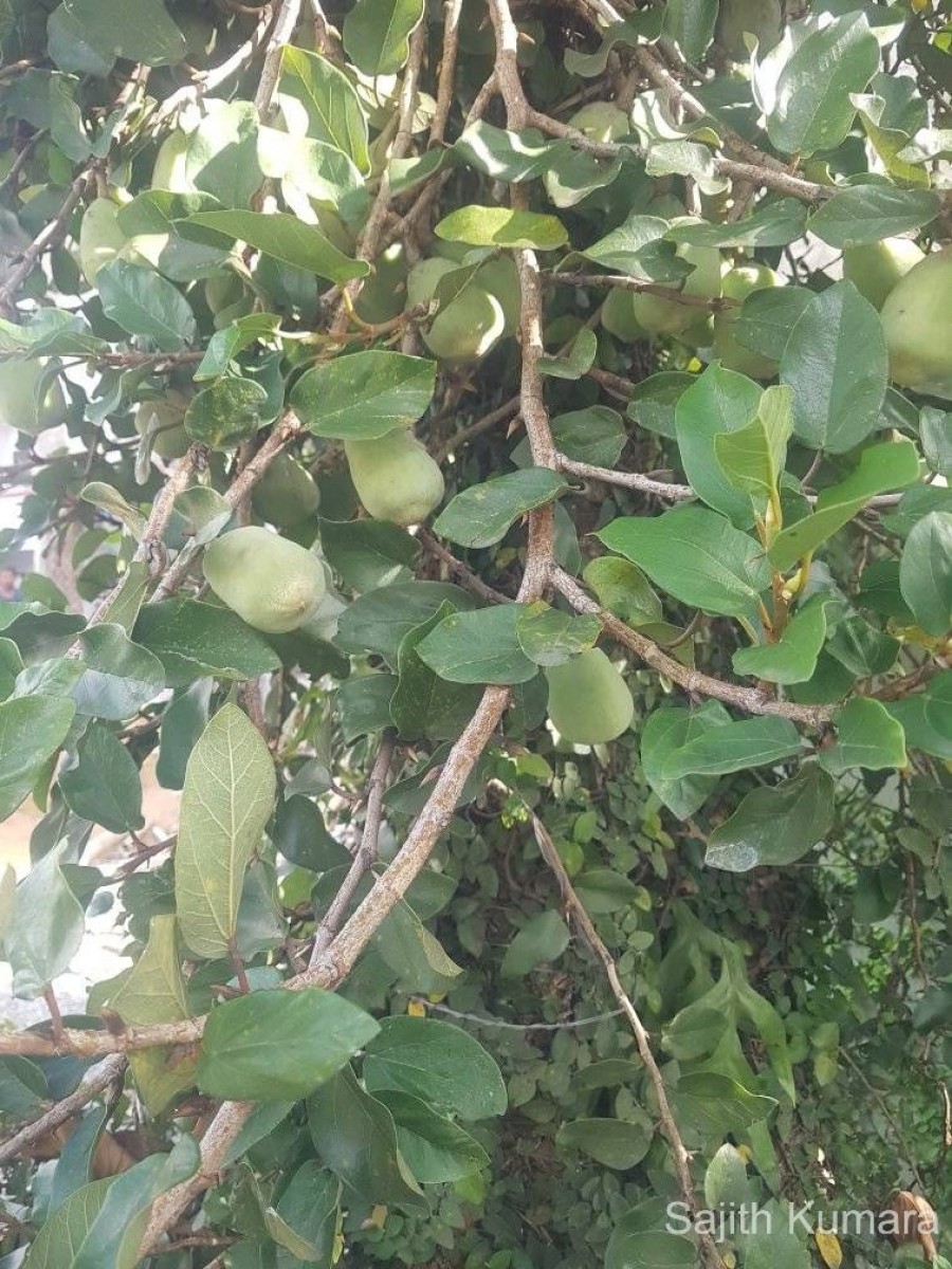 Ficus pumila L.