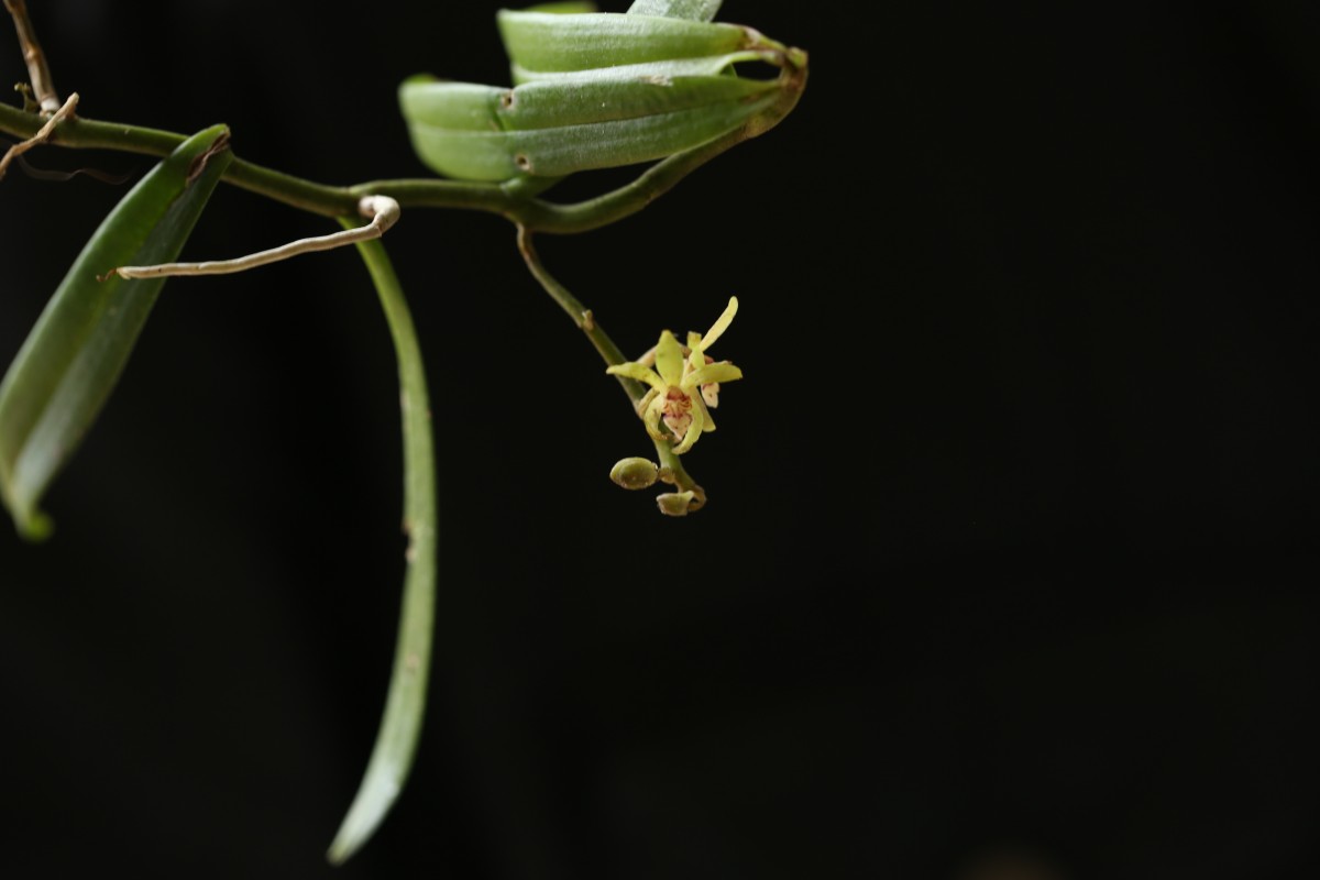 Trichoglottis longifolia Atthan., C.Bandara, N.L.Bandara & Kumar