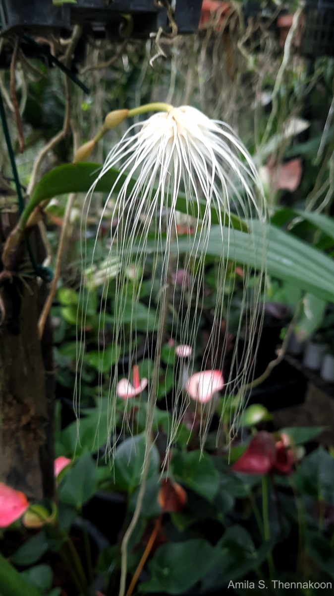 Bulbophyllum medusae (Lindl.) Rchb.f.