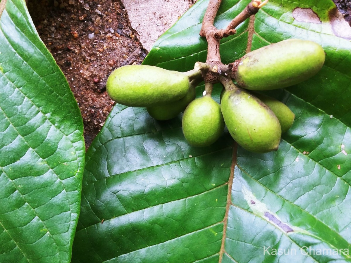 Flora of Sri Lanka
