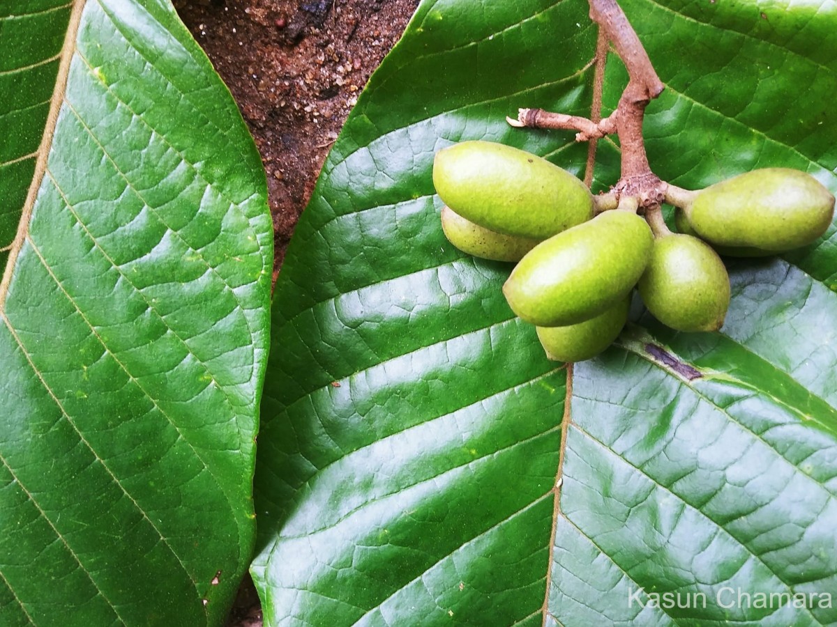 Flora of Sri Lanka