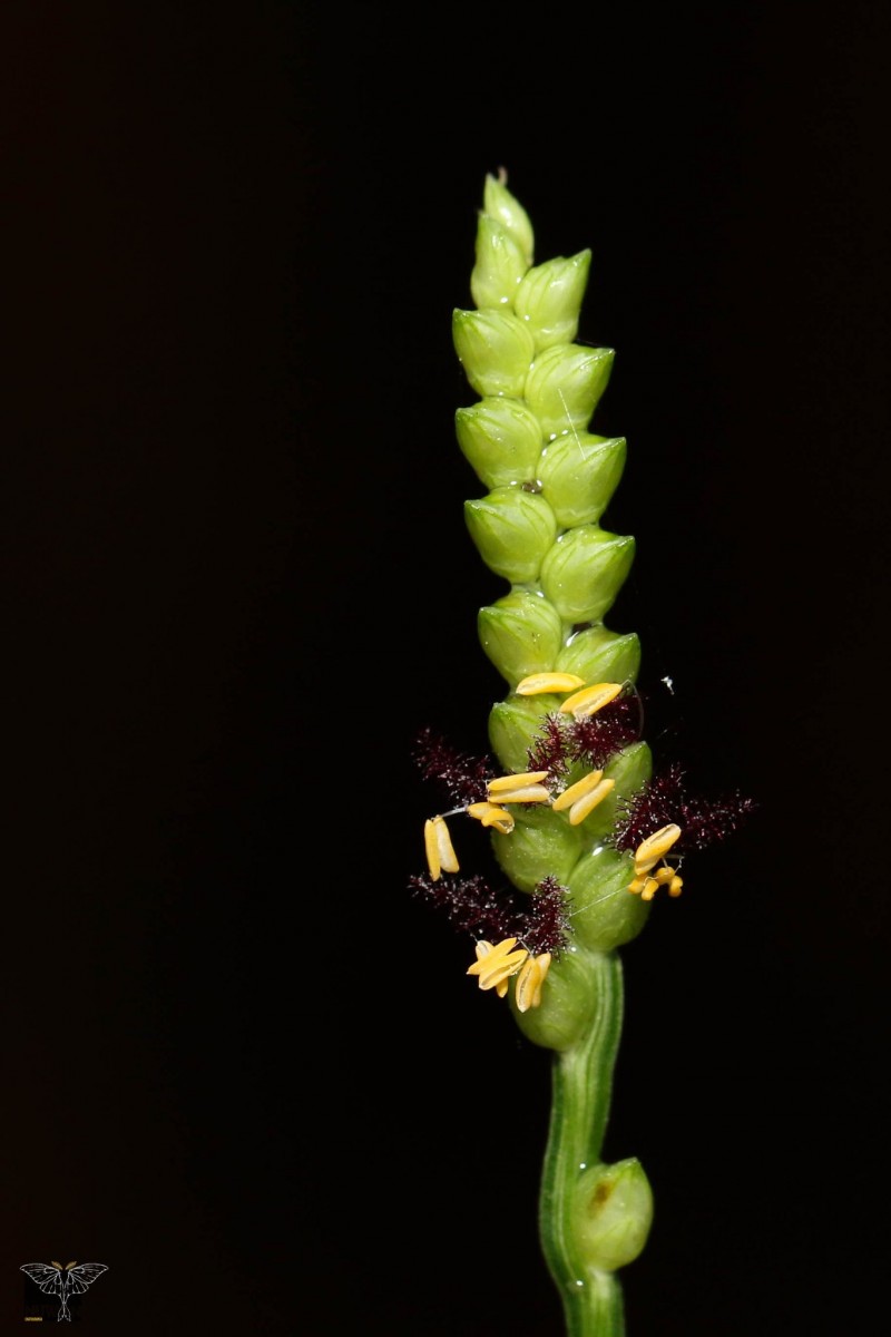 Flora of Sri Lanka