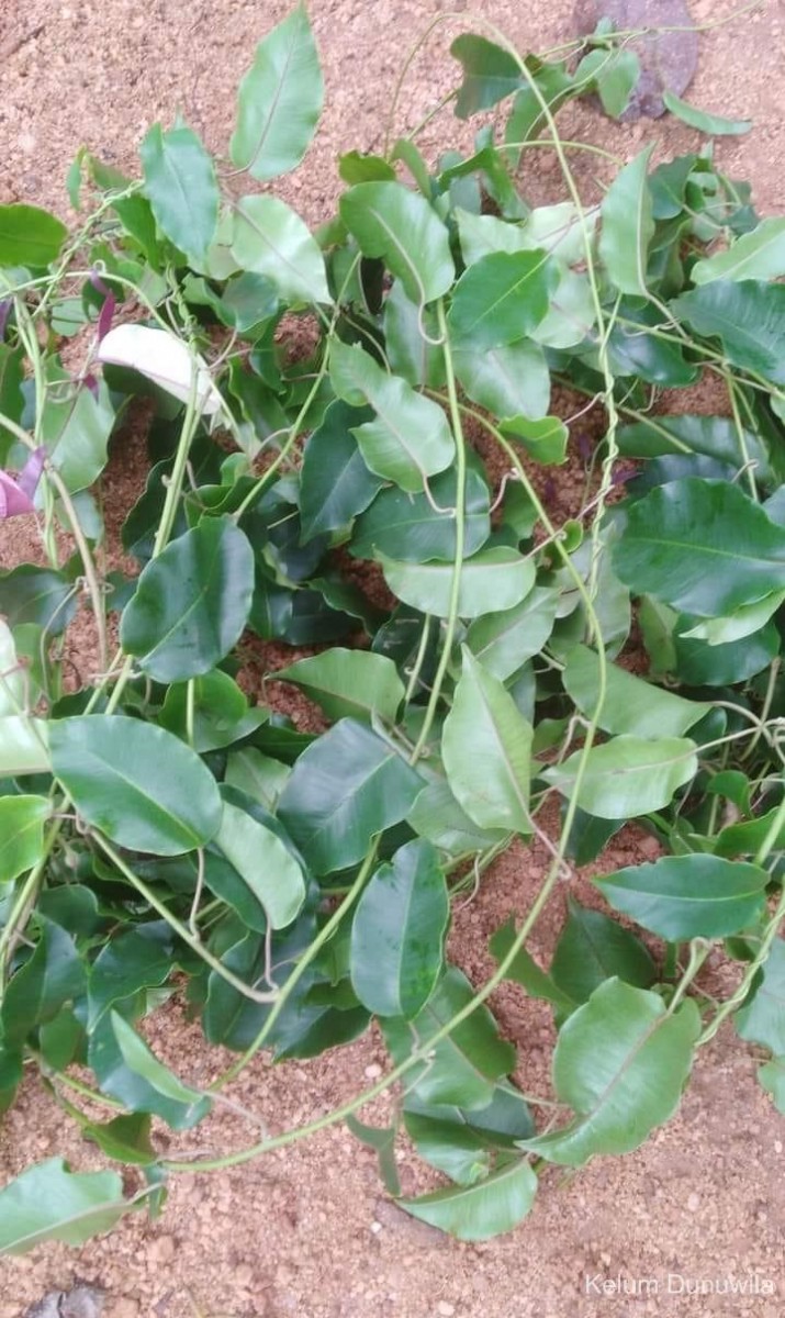 Argyreia hancorniifolia Gardner ex Thwaites