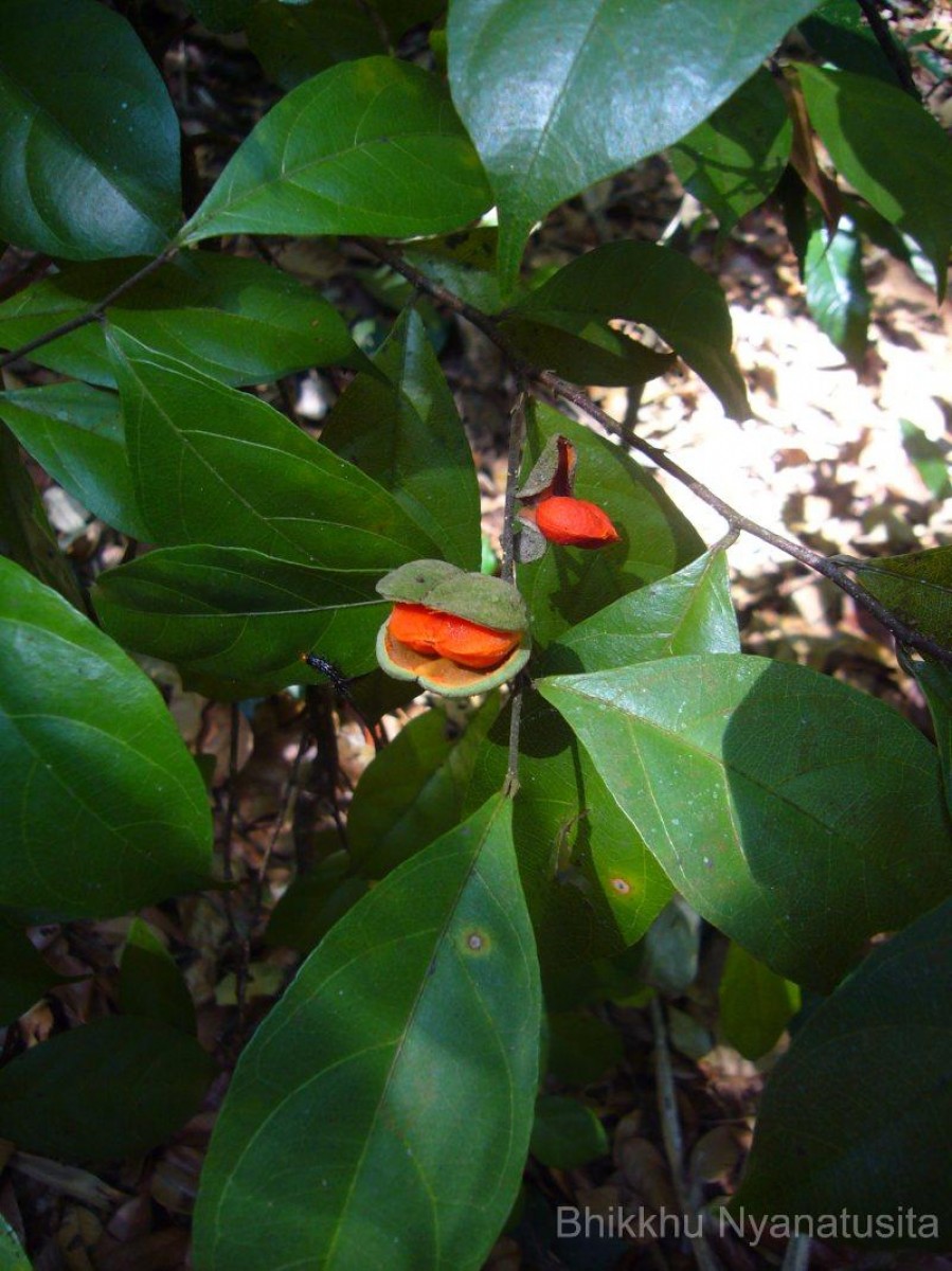 Dichapetalum gelonioides (Roxb.) Engl.