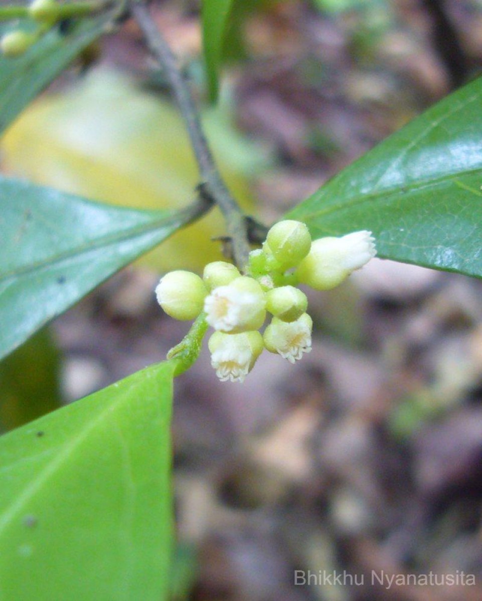 Dichapetalum gelonioides (Roxb.) Engl.