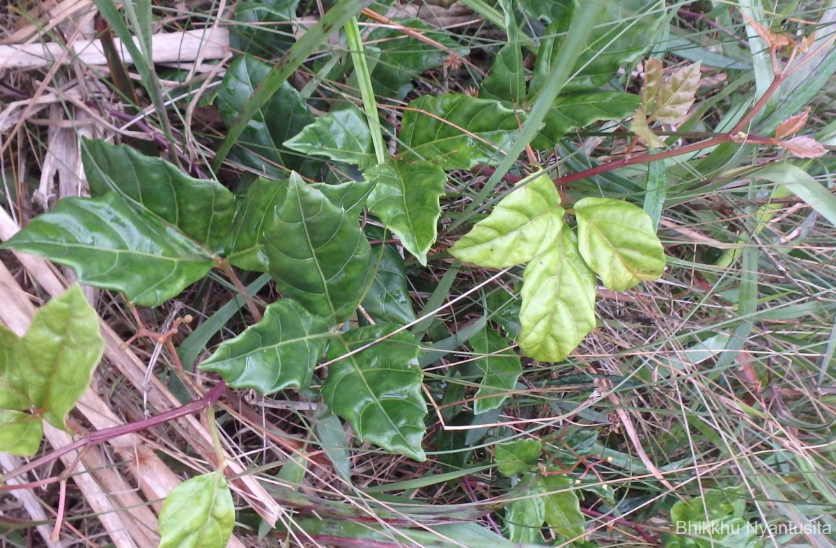 Cissus gardneri Thwaites