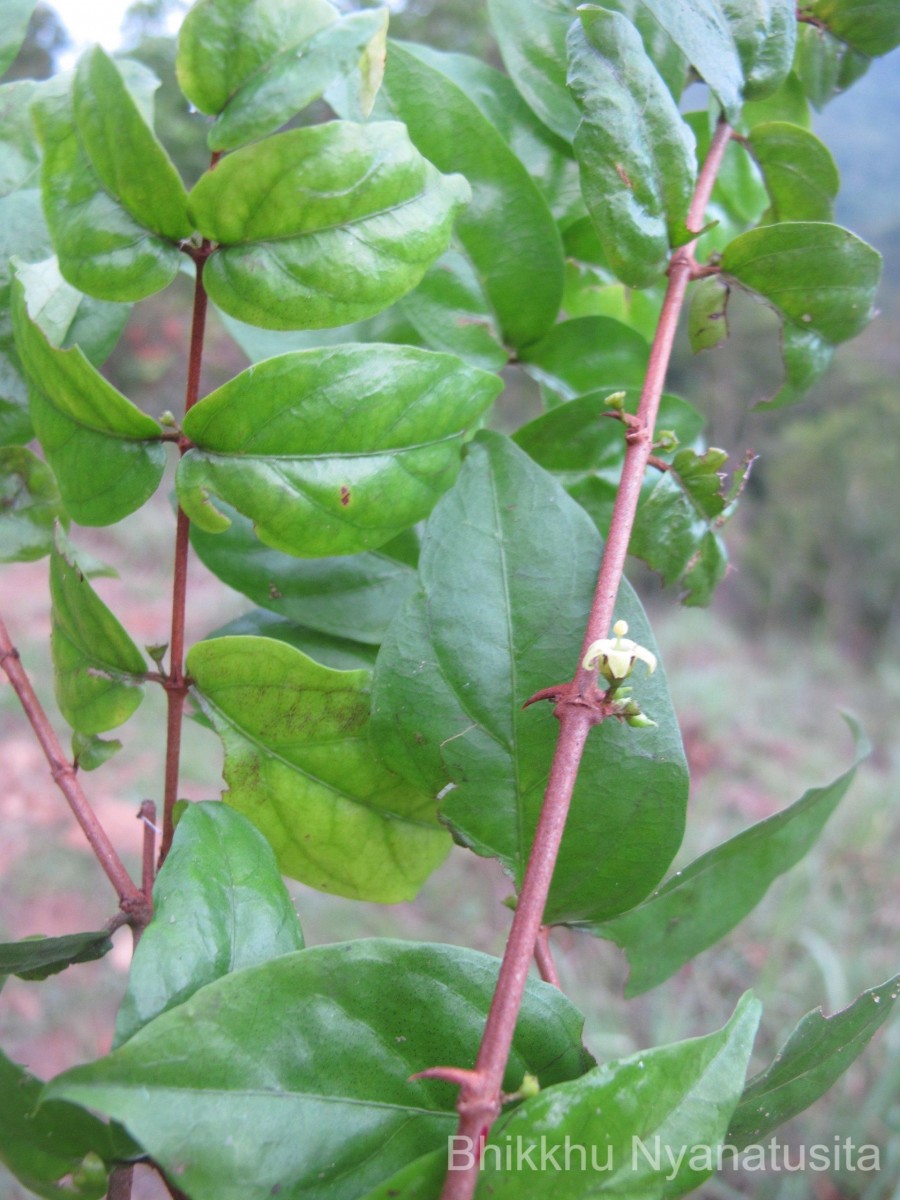 Flora of Sri Lanka
