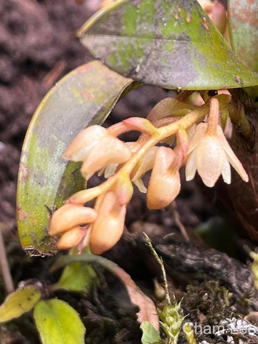 Pinalia tricolor (Thwaites) Kuntze